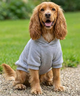 Dog’s hoodie — lifestyle