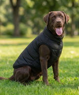 Dog’s puffer jacket — lifestyle