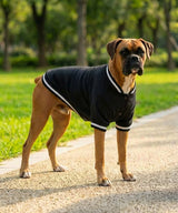 Dog’s varsity jacket — lifestyle