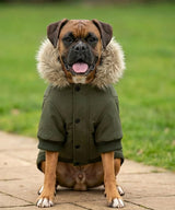 Dog’s parka jacket — lifestyle