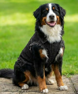 Dog’s denim jacket — lifestyle 2