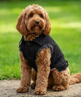Dog’s denim jacket — lifestyle 3