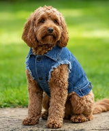 Dog’s denim jacket — lifestyle 4