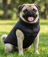Dog’s puffer jacket — lifestyle 3